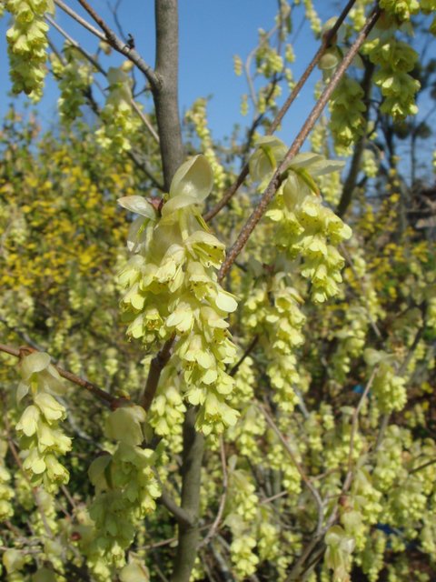 Corylopsis spicata